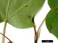 SpeciesSub: f. ambiguum SpeciesSub: f. ambiguum